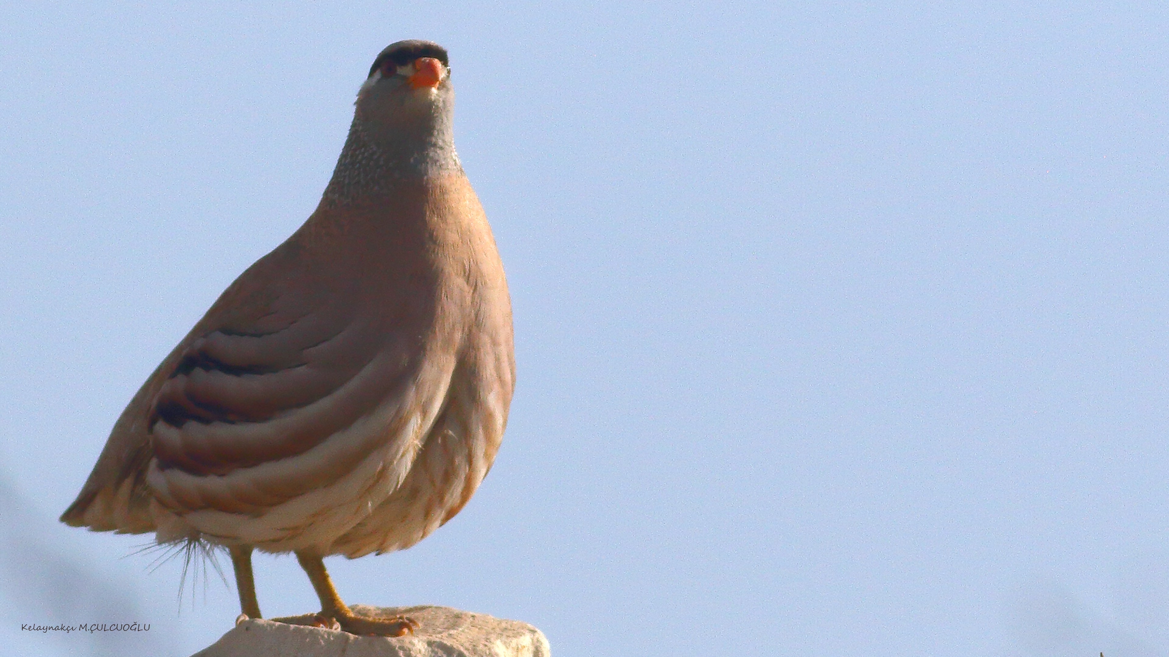 See-see Partridge